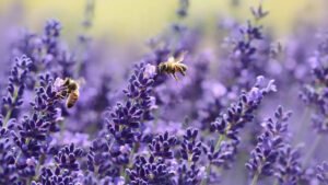 How Bees NFT is helping in bee conservation Bees on the flowers