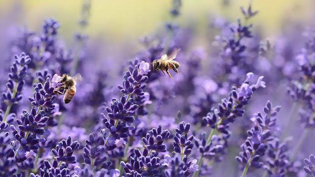 Bees on the flowers