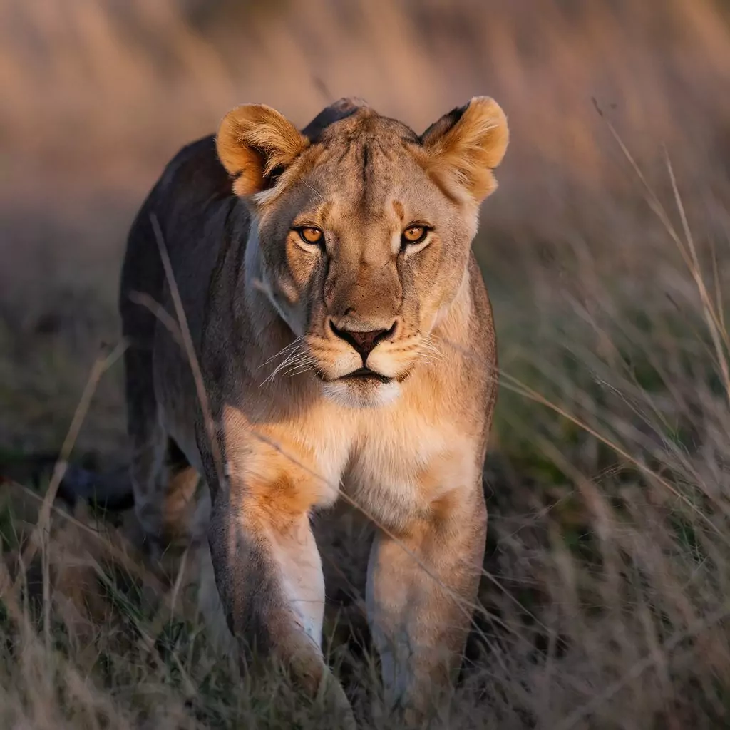30 AI Art Prompts for Realistic Results ai art prompts for realistic results - A majestic lioness stalking through tall savanna grass at dawn
